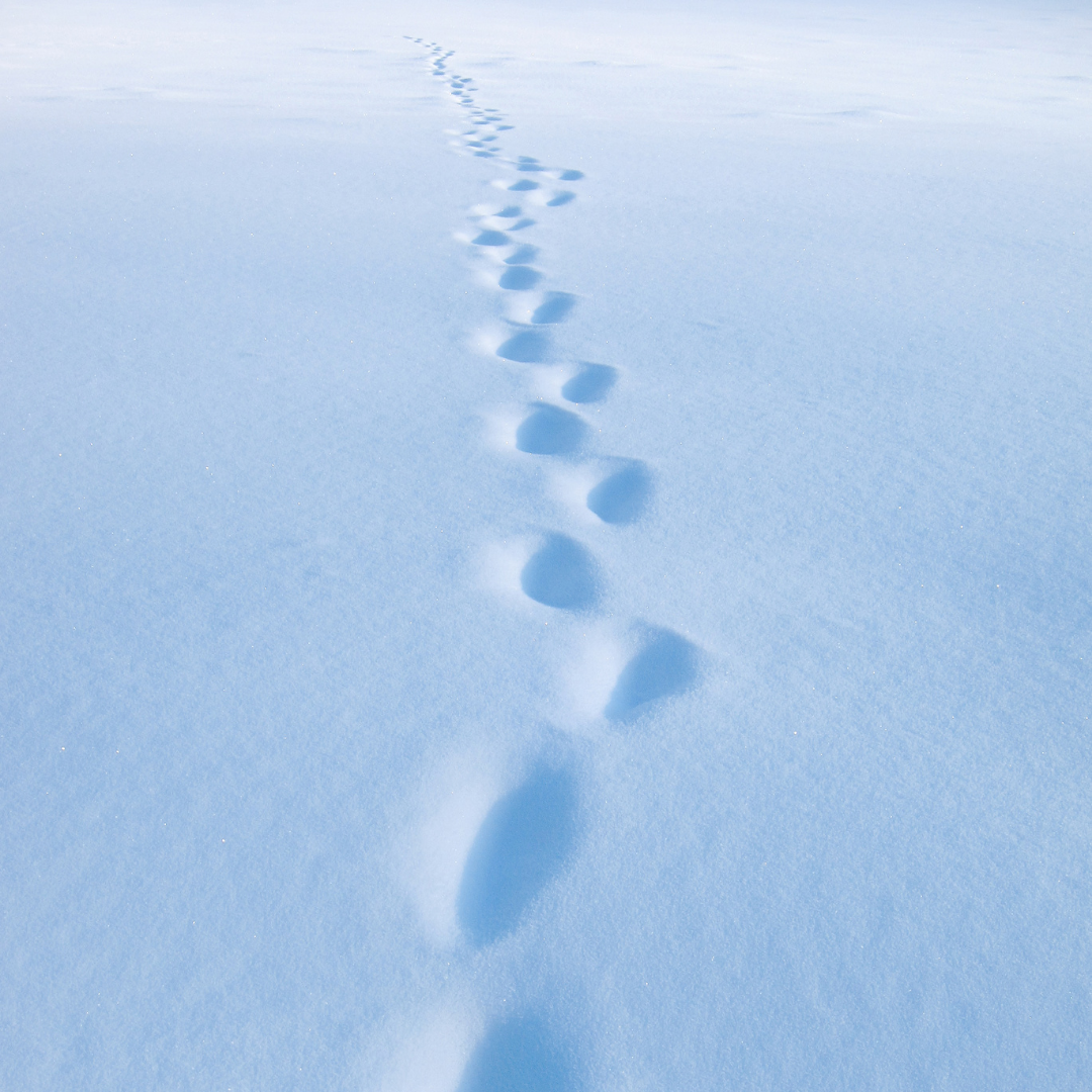 footprints in the snow